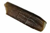 Sauropod Dinosaur (Diplodocus) Tooth - Colorado #169024-1